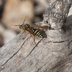 Polistes (Polistes) chinensis at Fyshwick, ACT - 28 May 2018 01:08 PM