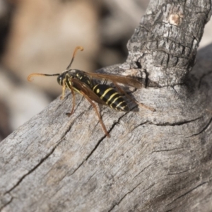 Polistes (Polistes) chinensis at Fyshwick, ACT - 28 May 2018 01:08 PM