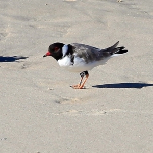 Charadrius rubricollis at suppressed - 10 May 2017