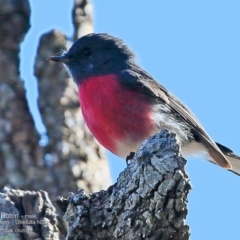 Petroica rosea (Rose Robin) at Undefined - 6 May 2017 by Charles Dove