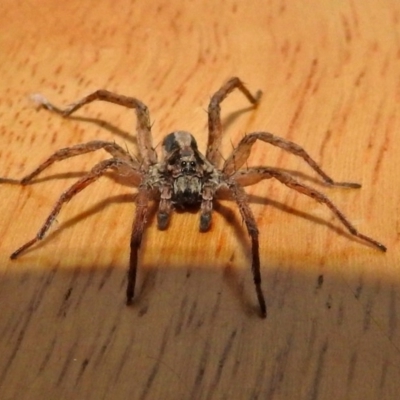 Venatrix pseudospeciosa (Wolf spider) at Macarthur, ACT - 28 May 2018 by RodDeb