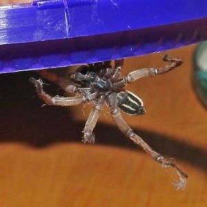 Venatrix pseudospeciosa at Macarthur, ACT - 28 May 2018