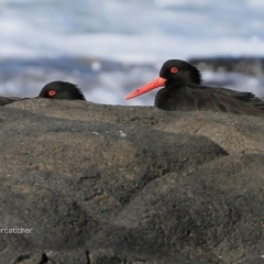 Haematopus fuliginosus (Sooty Oystercatcher) at Wairo Beach and Dolphin Point - 8 May 2017 by Charles Dove