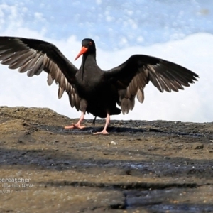 Haematopus fuliginosus at Dolphin Point, NSW - suppressed