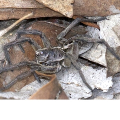 Tasmanicosa godeffroyi (Garden Wolf Spider) at Gungahlin, ACT - 28 May 2018 by jb2602