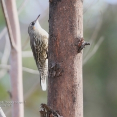 Cormobates leucophaea (White-throated Treecreeper) at Dolphin Point, NSW - 10 May 2017 by Charles Dove