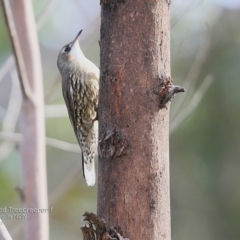 Cormobates leucophaea (White-throated Treecreeper) at Wairo Beach and Dolphin Point - 10 May 2017 by Charles Dove