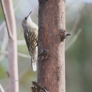 Cormobates leucophaea at Dolphin Point, NSW - 11 May 2017 12:00 AM