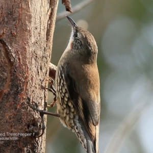 Cormobates leucophaea at Dolphin Point, NSW - 11 May 2017 12:00 AM