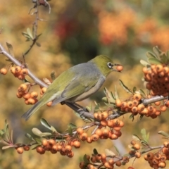 Zosterops lateralis (Silvereye) at Fyshwick, ACT - 28 May 2018 by Alison Milton