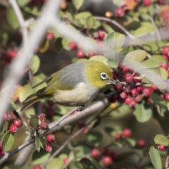 Zosterops lateralis at Fyshwick, ACT - 28 May 2018