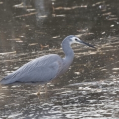 Egretta novaehollandiae (White-faced Heron) at Fyshwick, ACT - 28 May 2018 by AlisonMilton