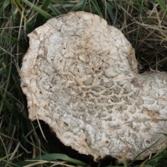 Agaricus sp. (Agaricus) at Fyshwick, ACT - 28 May 2018 by AlisonMilton