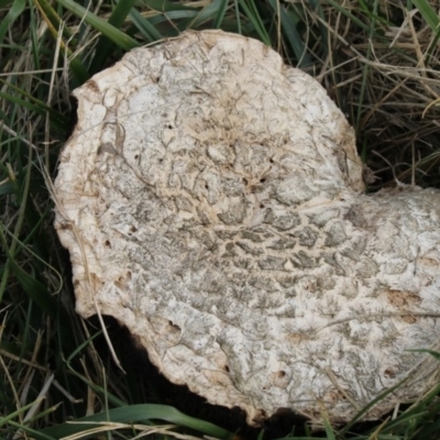 Agaricus sp. (Agaricus) at Jerrabomberra Wetlands - 28 May 2018 by Alison Milton