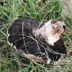 Agaricus sp. at Fyshwick, ACT - 28 May 2018