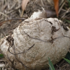 Agaricus sp. at Fyshwick, ACT - 28 May 2018