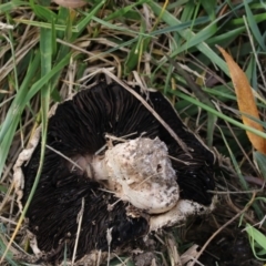 Agaricus sp. at Fyshwick, ACT - 28 May 2018 02:09 PM