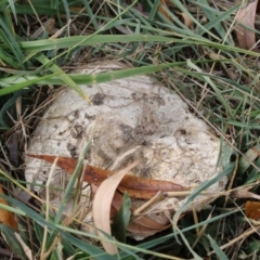 Agaricus sp. at Fyshwick, ACT - 28 May 2018 02:09 PM