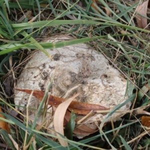 Agaricus sp. at Fyshwick, ACT - 28 May 2018