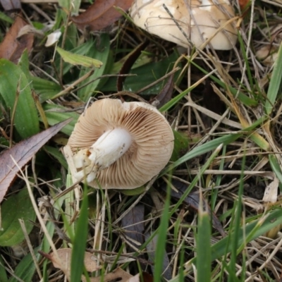 zz agaric (stem; gills white/cream) at Fyshwick, ACT - 28 May 2018 by AlisonMilton