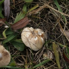 zz agaric (stem; gills white/cream) at Fyshwick, ACT - 28 May 2018 02:14 PM