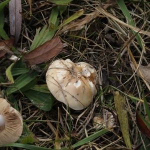 zz agaric (stem; gills white/cream) at Fyshwick, ACT - 28 May 2018 02:14 PM