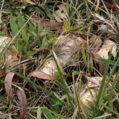 zz agaric (stem; gills white/cream) at Fyshwick, ACT - 28 May 2018 02:14 PM