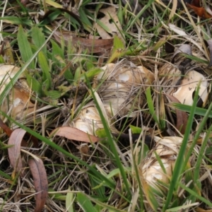 zz agaric (stem; gills white/cream) at Fyshwick, ACT - 28 May 2018 02:14 PM