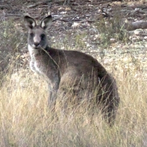 Macropus giganteus at Gungahlin, ACT - 28 May 2018 04:03 PM