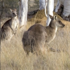 Macropus giganteus at Gungahlin, ACT - 28 May 2018 04:03 PM