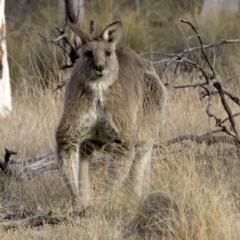 Macropus giganteus at Gungahlin, ACT - 28 May 2018 04:03 PM