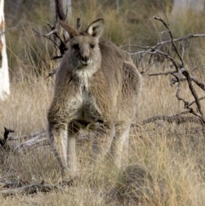 Macropus giganteus at Gungahlin, ACT - 28 May 2018 04:03 PM