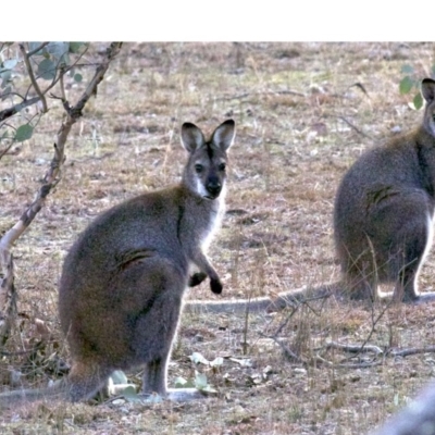 Notamacropus rufogriseus (Red-necked Wallaby) at Gungahlin, ACT - 28 May 2018 by jbromilow50