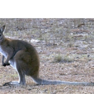 Notamacropus rufogriseus at Gungahlin, ACT - 28 May 2018