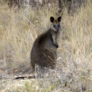 Wallabia bicolor at Gungahlin, ACT - 28 May 2018