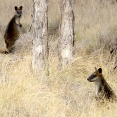 Wallabia bicolor at Gungahlin, ACT - 28 May 2018