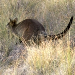 Wallabia bicolor at Gungahlin, ACT - 28 May 2018