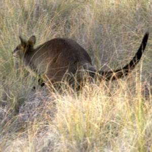 Wallabia bicolor at Gungahlin, ACT - 28 May 2018