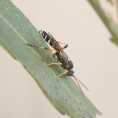 Ichneumonidae (family) (Unidentified ichneumon wasp) at Fyshwick, ACT - 28 May 2018 by Alison Milton