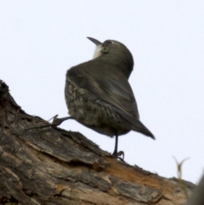 Cormobates leucophaea (White-throated Treecreeper) at Mulligans Flat - 28 May 2018 by jbromilow50