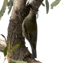 Cormobates leucophaea at Gungahlin, ACT - 28 May 2018