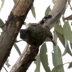 Cormobates leucophaea at Gungahlin, ACT - 28 May 2018 03:43 PM