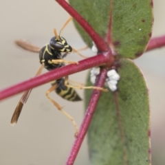 Polistes (Polistes) chinensis (Asian paper wasp) at Fyshwick, ACT - 28 May 2018 by AlisonMilton