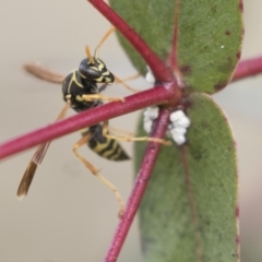 Polistes (Polistes) chinensis (Asian paper wasp) at Jerrabomberra Wetlands - 28 May 2018 by Alison Milton