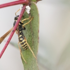 Polistes (Polistes) chinensis at Fyshwick, ACT - 28 May 2018 02:32 PM