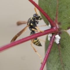 Polistes (Polistes) chinensis at Fyshwick, ACT - 28 May 2018 02:32 PM