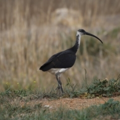 Threskiornis spinicollis (Straw-necked Ibis) at Jerrabomberra Wetlands - 28 May 2018 by Alison Milton