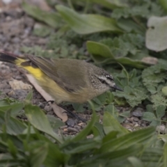 Acanthiza chrysorrhoa (Yellow-rumped Thornbill) at Fyshwick, ACT - 28 May 2018 by AlisonMilton