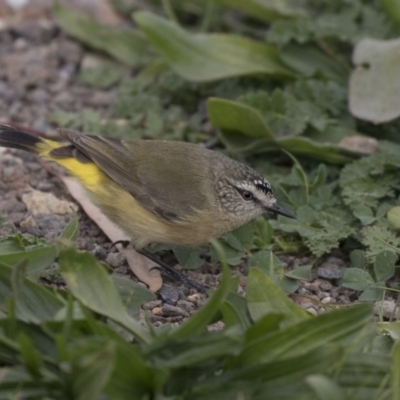 Acanthiza chrysorrhoa (Yellow-rumped Thornbill) at Fyshwick, ACT - 28 May 2018 by AlisonMilton
