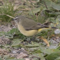 Acanthiza chrysorrhoa at Fyshwick, ACT - 28 May 2018